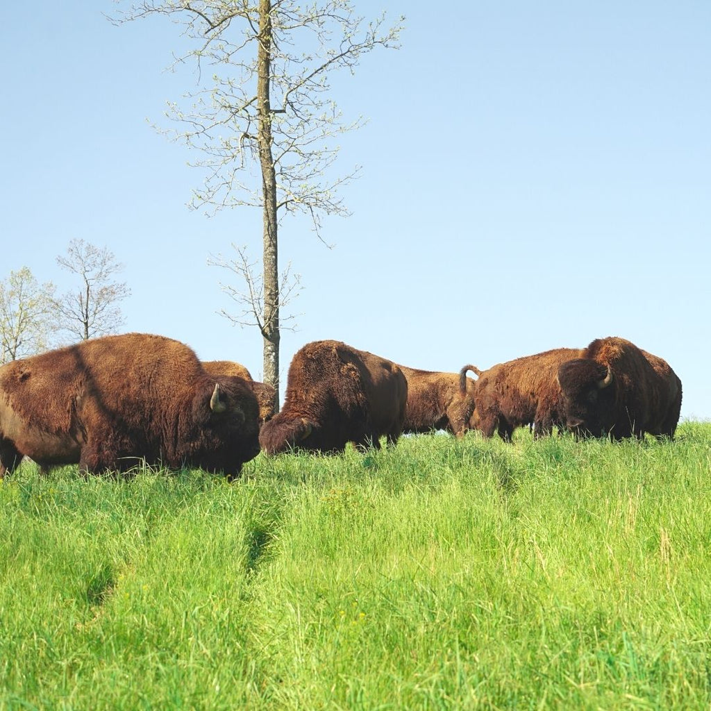 Herd of bison grazing on green grass next to tree with blue sky behind.