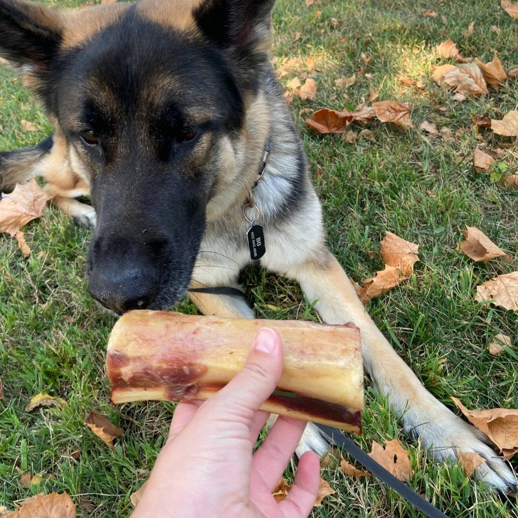 Handing a center cut bison dog bone to german shephard dog.