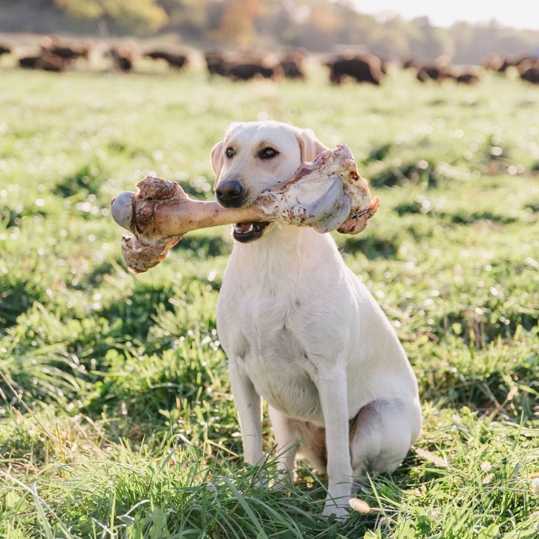 Are Dog Bones Good for Dogs: A Vet's Perspective